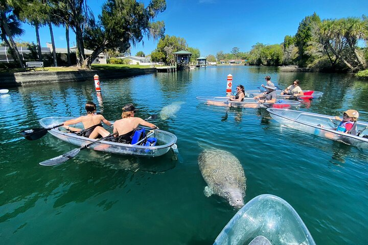 Crystal River Three Sisters Springs and Manatee Clear Kayak Tours - Photo 1 of 19